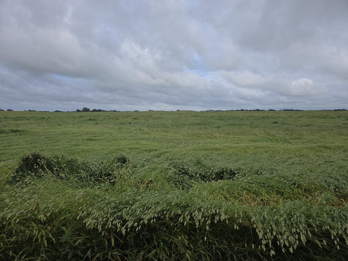 Canary seed looking flatish.  Glad we rolled all our durum and Canary seed.