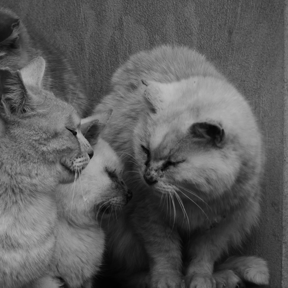 LUMIX808294152's tweet photo. おはようございます🐈

猫の集会.

#TLを猫でいっぱいにしよう
#キリトリセカイ
#photography https://t.co/XEanedmTrS