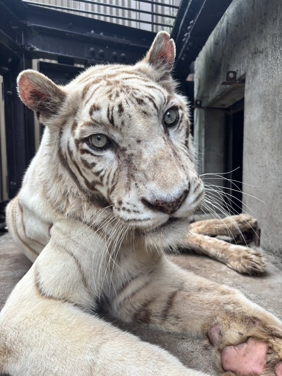 写真は今朝撮影したものです🐯

#東武動物公園
#ホワイトタイガー
#カーラ
