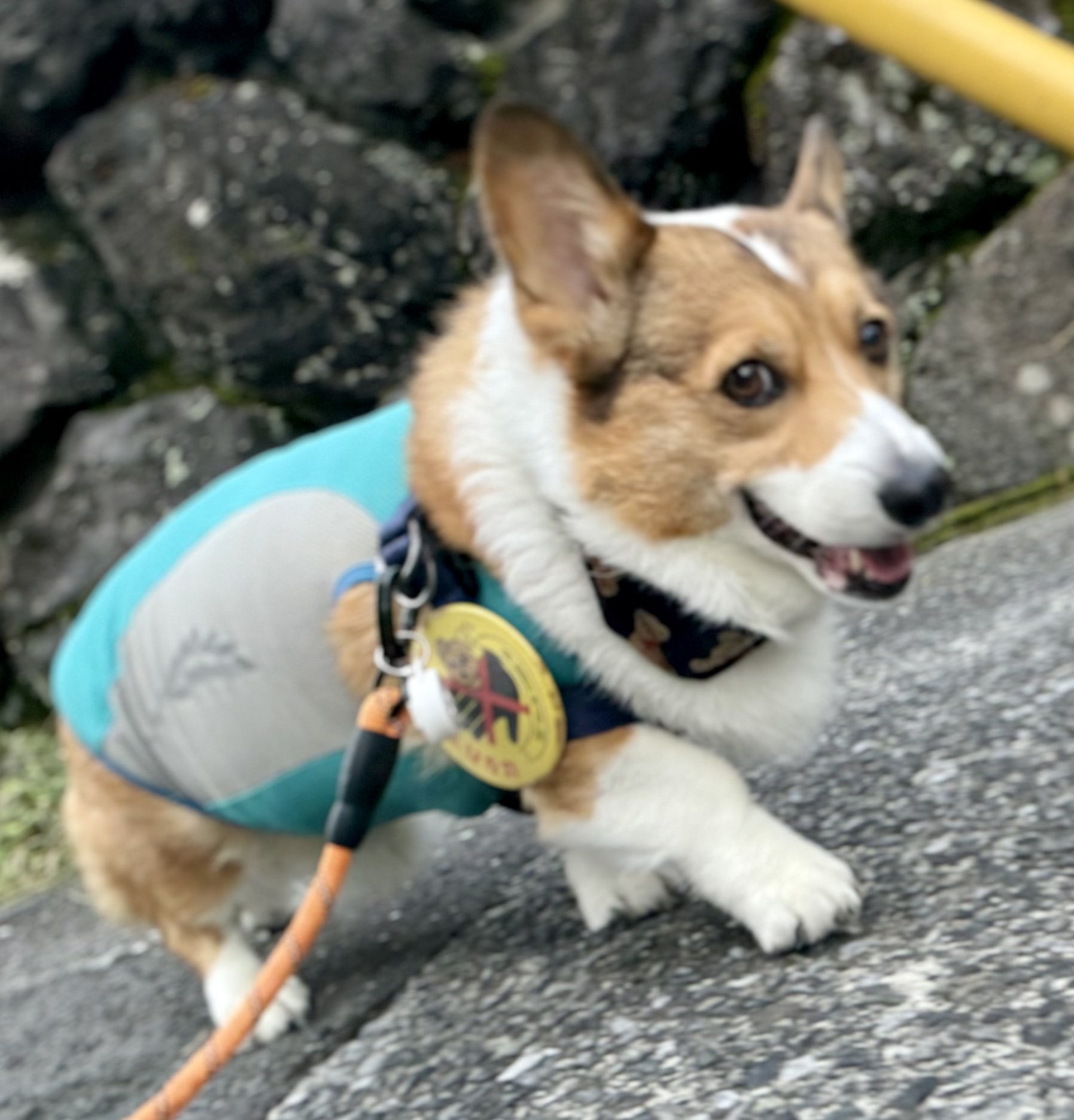 ポケットマフラー　Corgi コーギー CORGI（コーギ）の「【Corgi】〈別注〉ポケット付きマフラー