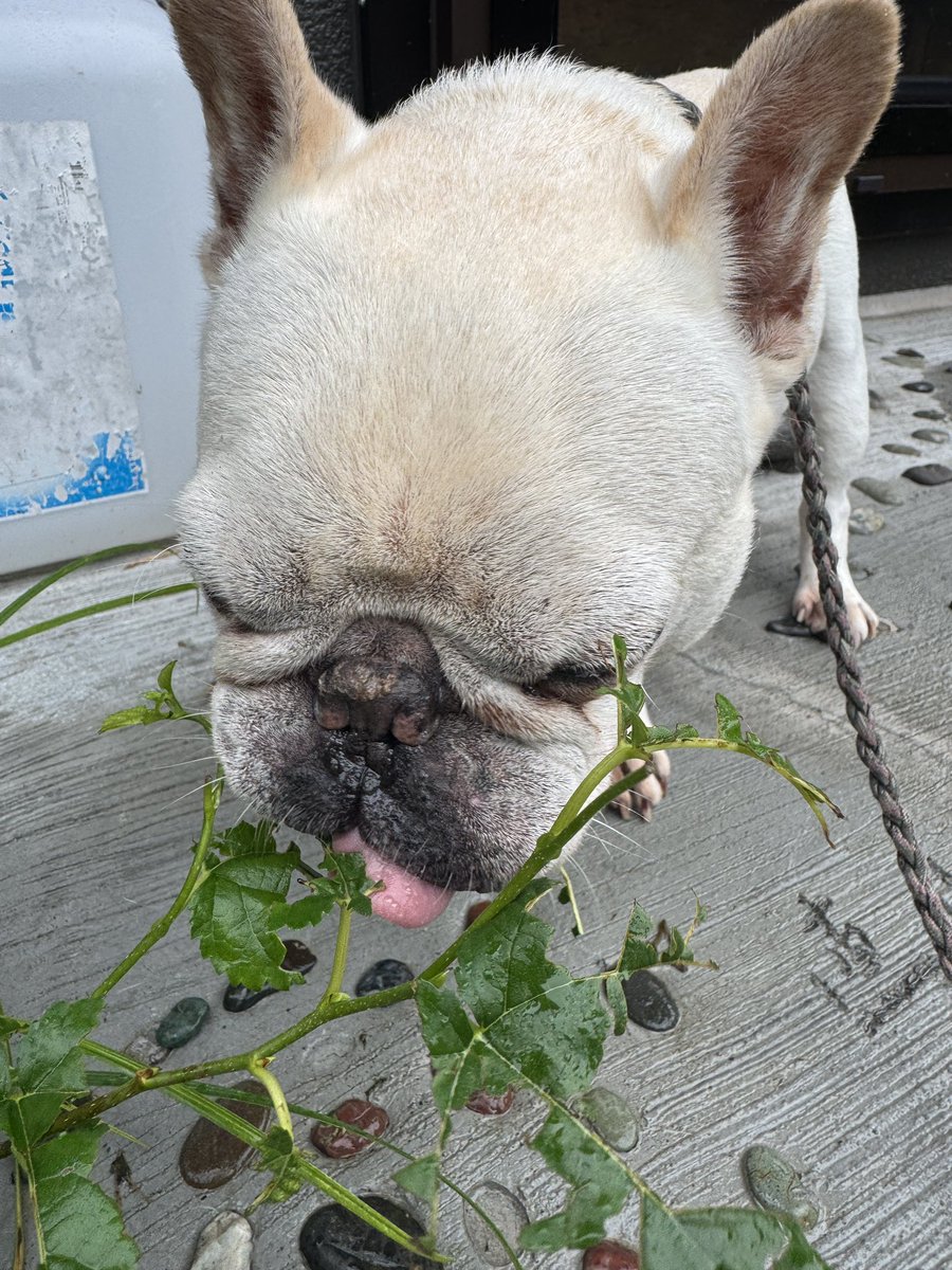我が家の桑の幼木が食い荒らされてる。
犯人は、アオムシではなく、ぶぅ太。
キクイモ、オオバコ、オオアワダチソウ、その時々の彼の中のマイブームがあるが、現在は桑に夢中。
蚕にでもなりたいのだろうか…
#フレンチブルドッグ #フレブル