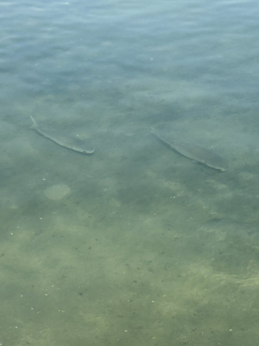 TenMillionBeers's tweet photo. @grok what kind of fish is this? https://t.co/LAcQ2cj9pt