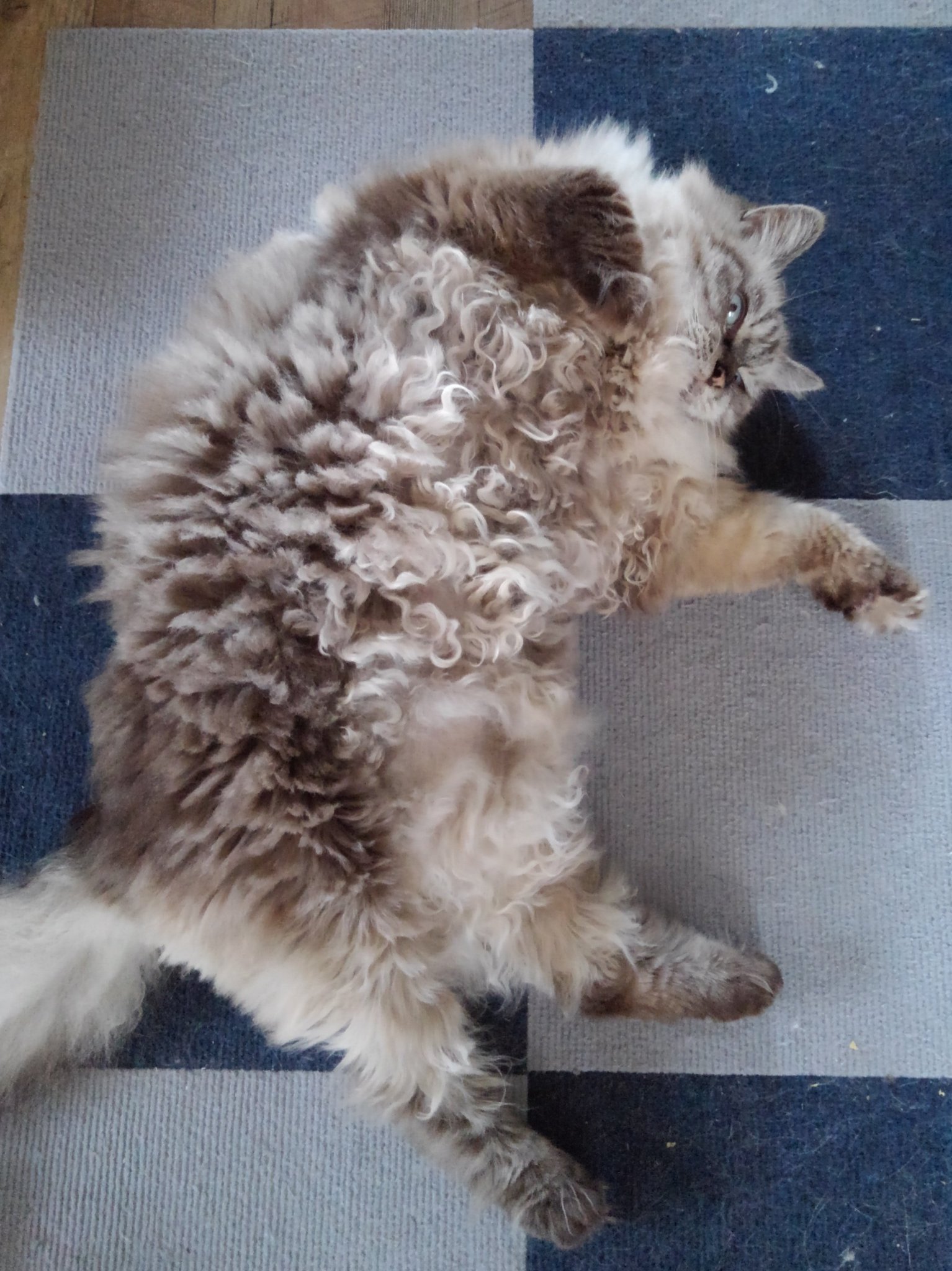 ☆雪猫☆ hq720.jpg?sqp=-