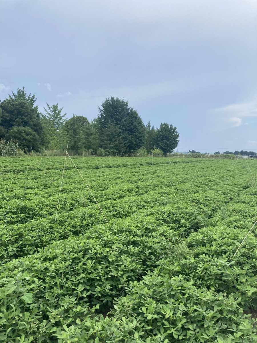 uuharvester's tweet photo. 落花生が順調に育ってます🥜
 #宇都宮大学ハーべスタ https://t.co/xP5jl55YFU