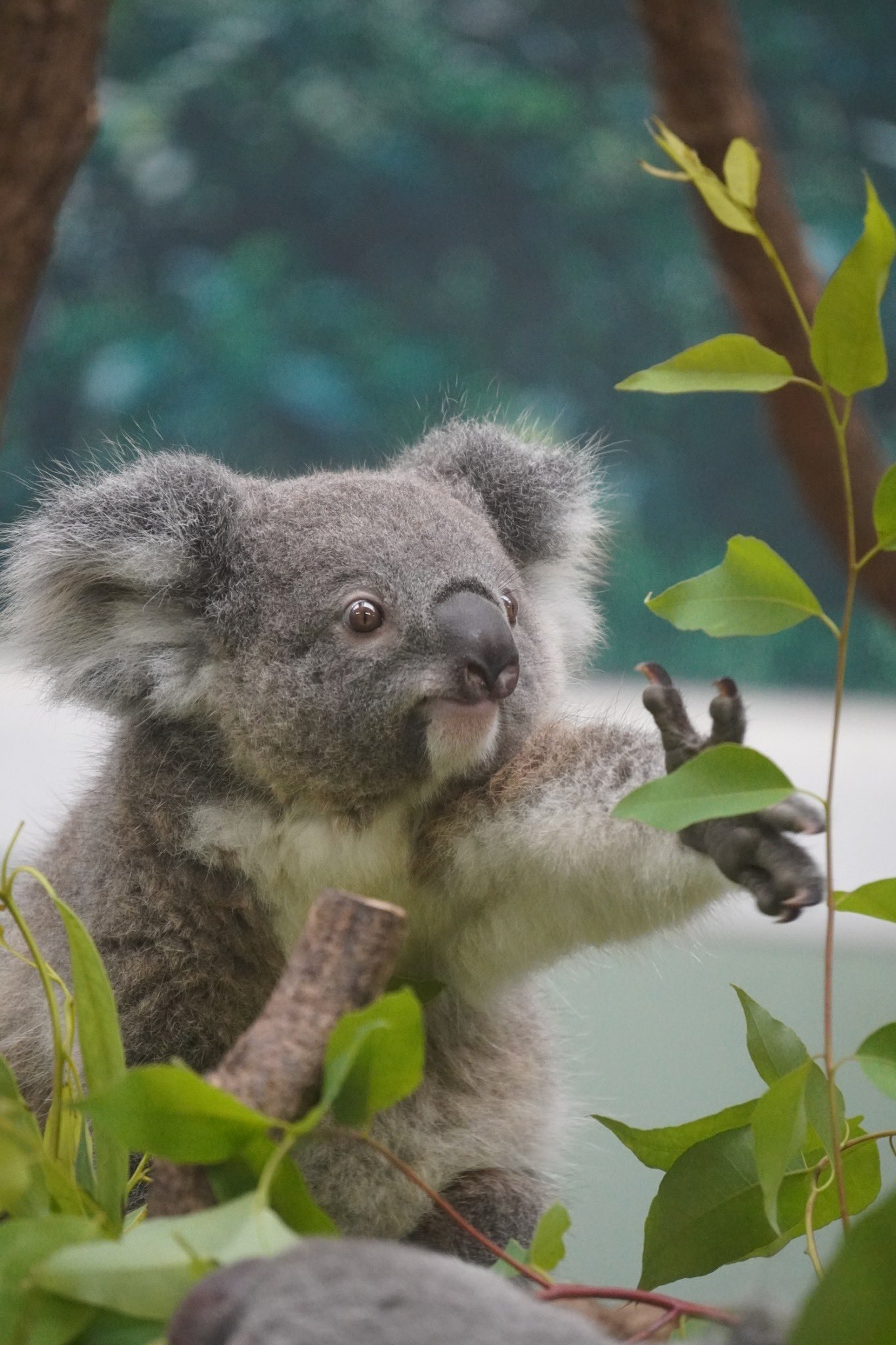 みっちゃんコアラ yasijun🐨🐨🐨コアラーイラストレーター on X: 
