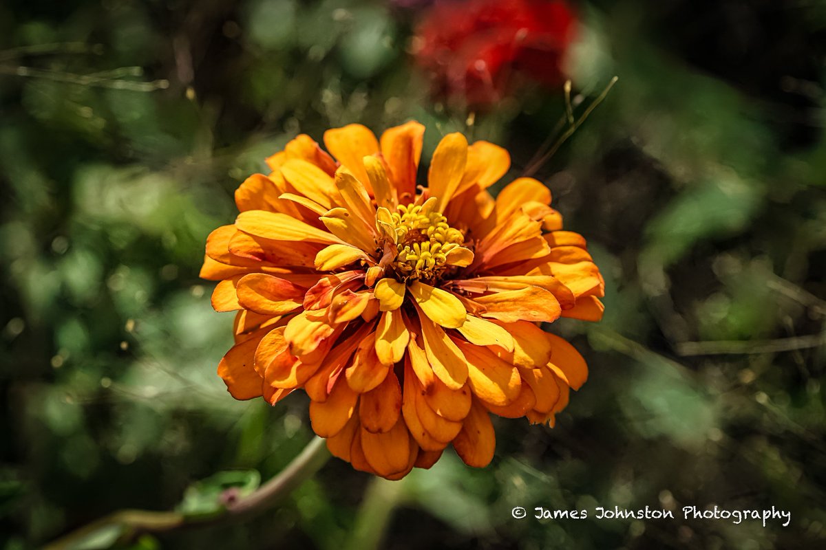 Element321's tweet photo. A few test shots with my new to me sony s7ii camera body with a sony 18-105mm f4 lens. I need to get a good FE lens.
#naturephotography #wildlifephotography #wildflowers #naturelover #exploreoutdoors #discovernature #Texas #photography #backroad_visions #tmwanders https://t.co/Eb5OYvYd3E