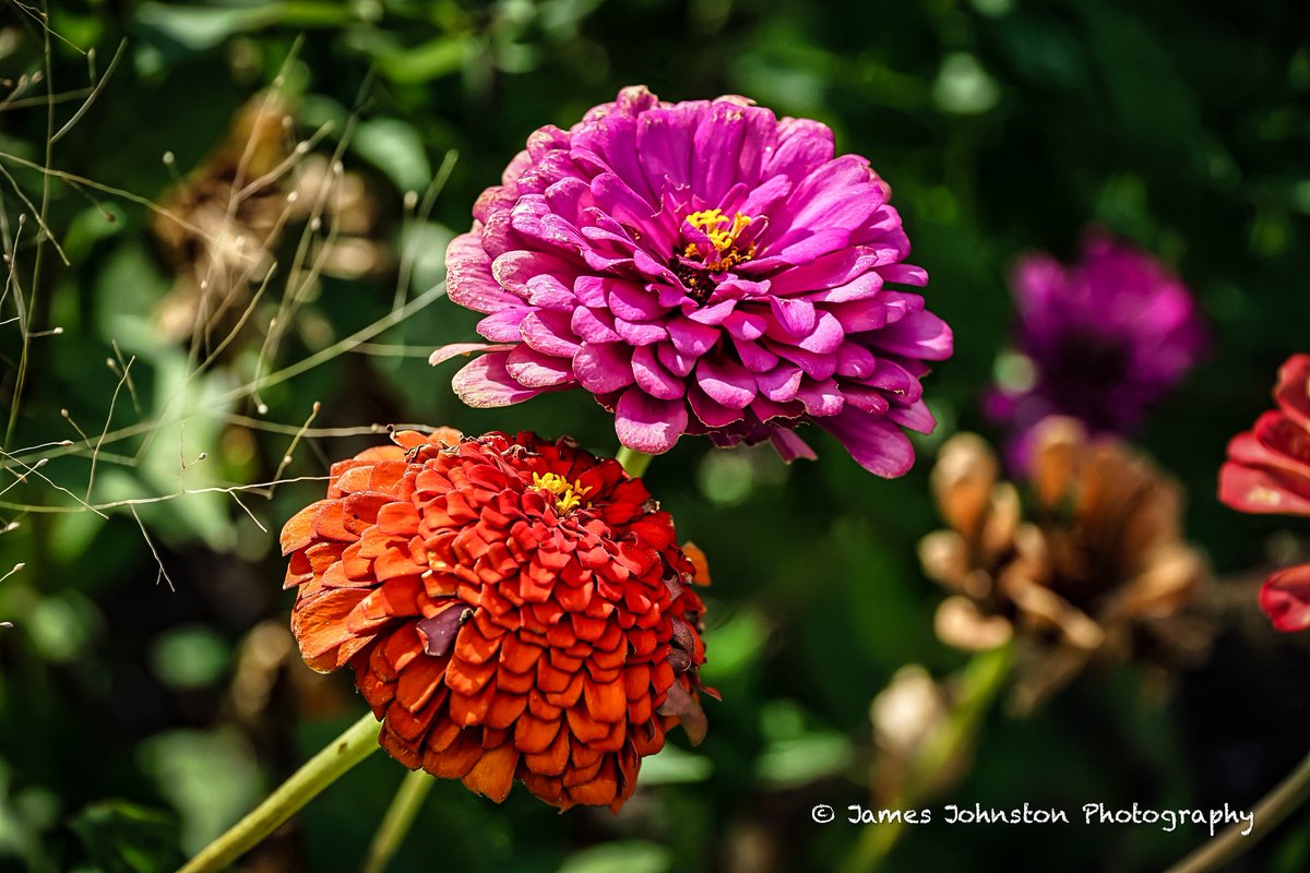 Element321's tweet photo. A few test shots with my new to me sony s7ii camera body with a sony 18-105mm f4 lens. I need to get a good FE lens.
#naturephotography #wildlifephotography #wildflowers #naturelover #exploreoutdoors #discovernature #Texas #photography #backroad_visions #tmwanders https://t.co/Eb5OYvYd3E