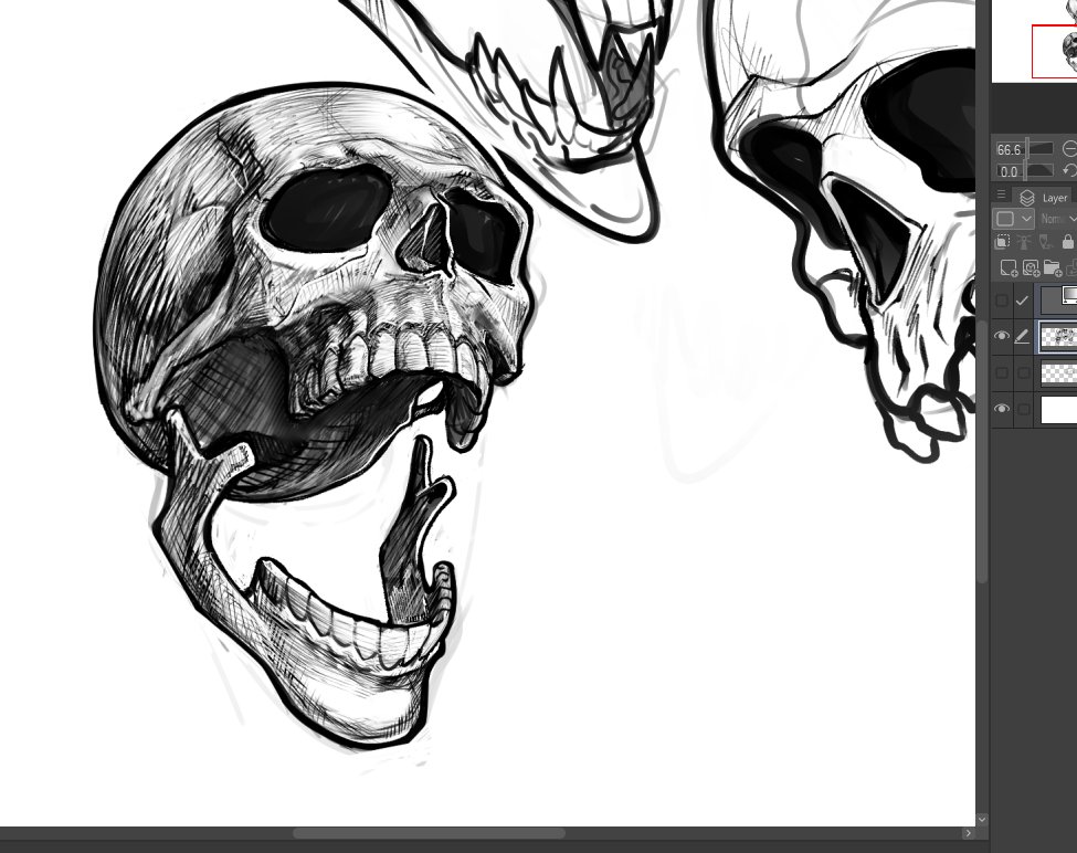 skull study