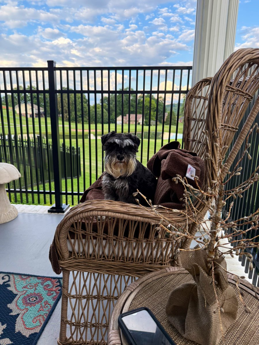 UKWildcatgal's tweet image. Chloe Sue enjoying the evening on the back porch 🐾💛. #SchnauzerGang