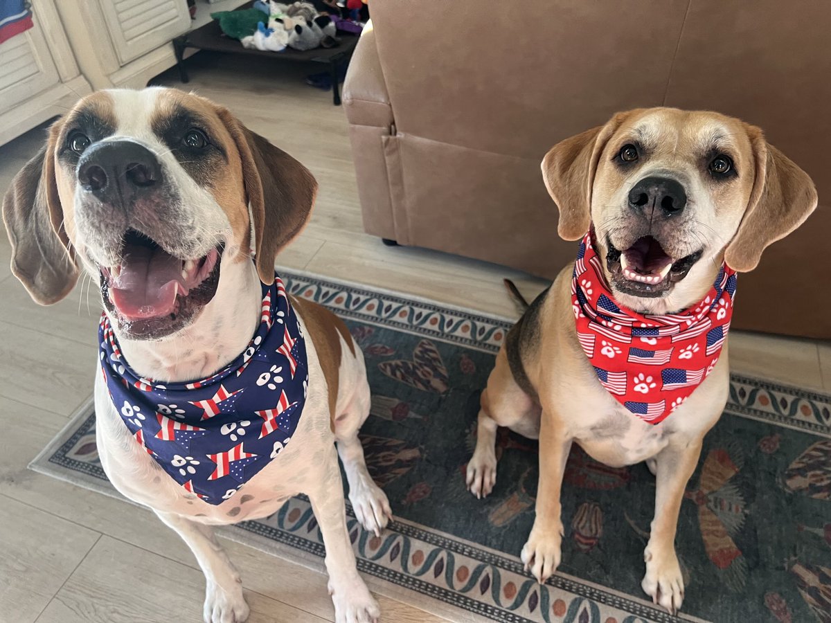 3 years ago today was gotcha day!! Thanks <a href="/catturd2/">Catturd ™</a> for choosing us. This is the best gig ever being <a href="/pupturds/">Alfie (Fatty) Polly (Pedrina) Pupturds</a> Dad.