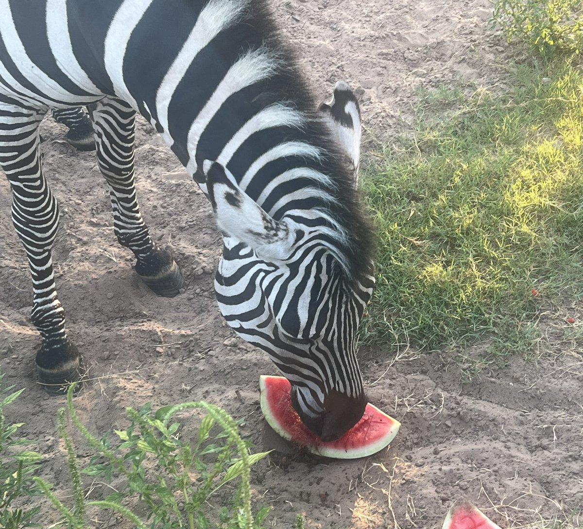 They said it’s about time. 🍉🦓