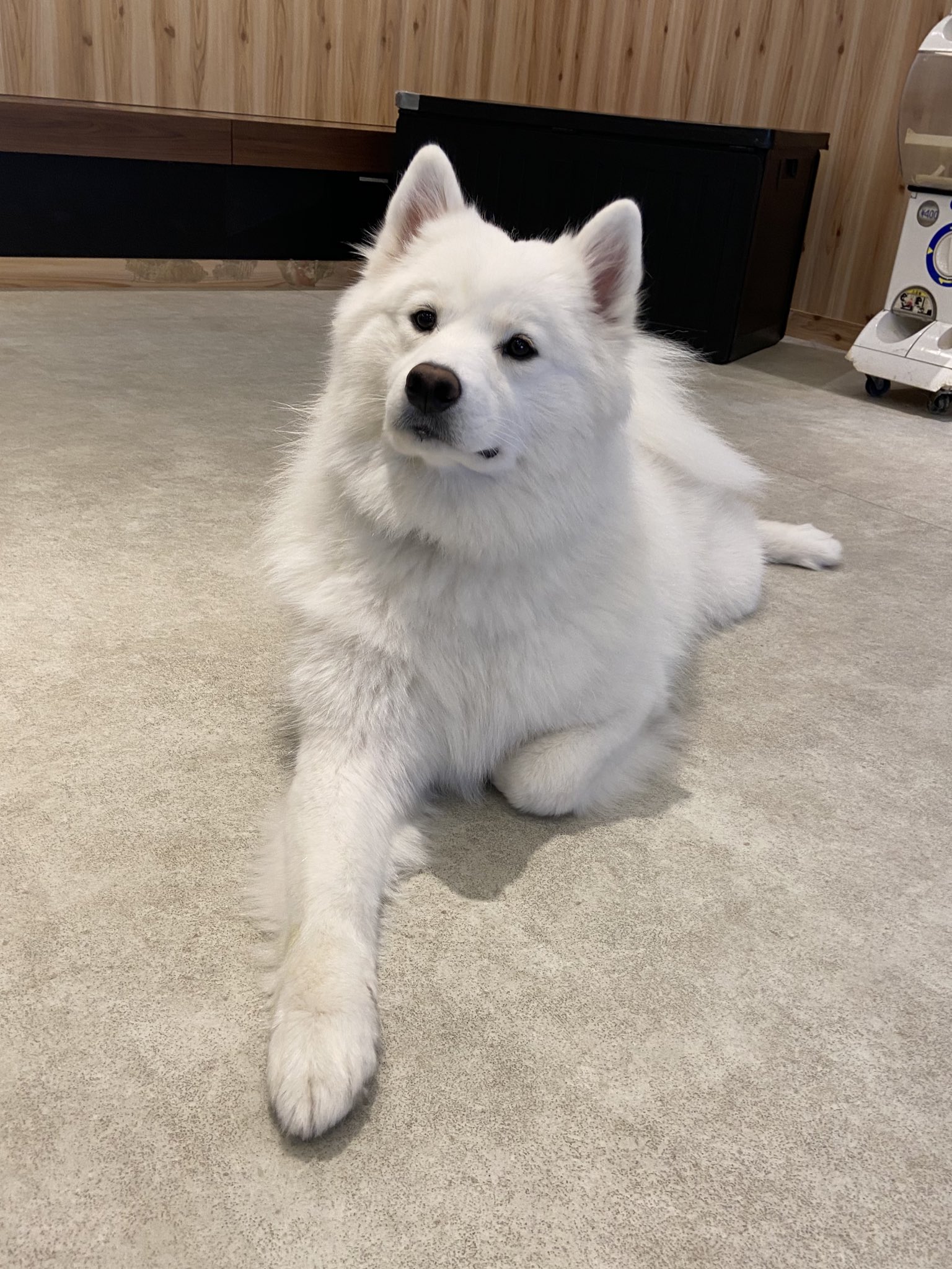 samoyed サモエド　エコファーコート お値下げ！サモエドファーコート