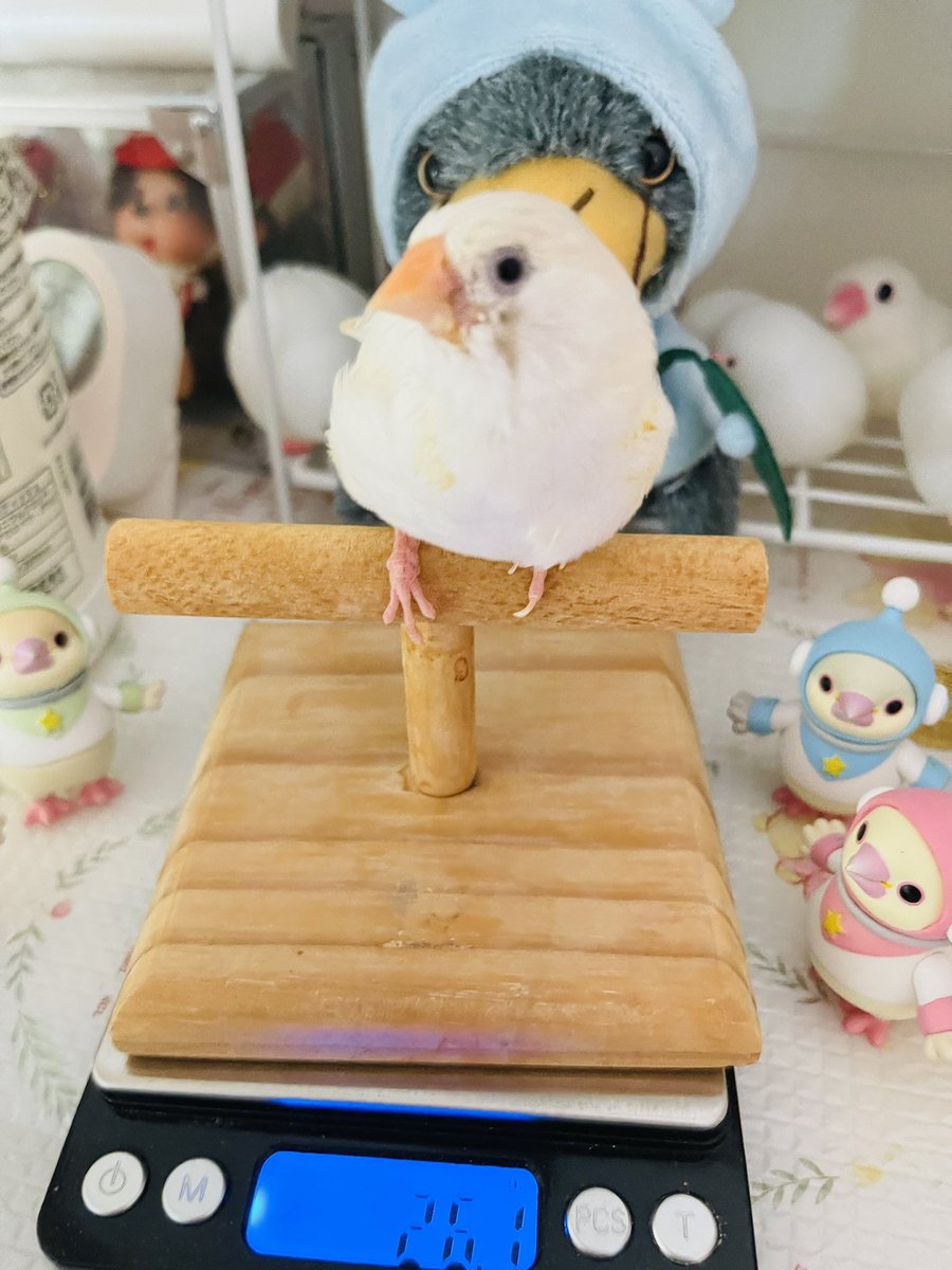おはょ♪ビタちゃん
久々に発情して　また体重が今週から上がってきたぁ💦急いでお薬を昨日は診察してもらってきました
 #重いけどジャンボキンカではないです #重いけど文鳥ではないです #キンカチョウ　#錦華鳥　#白キンカ