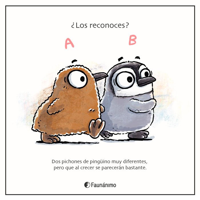 Faunanimo tweet media