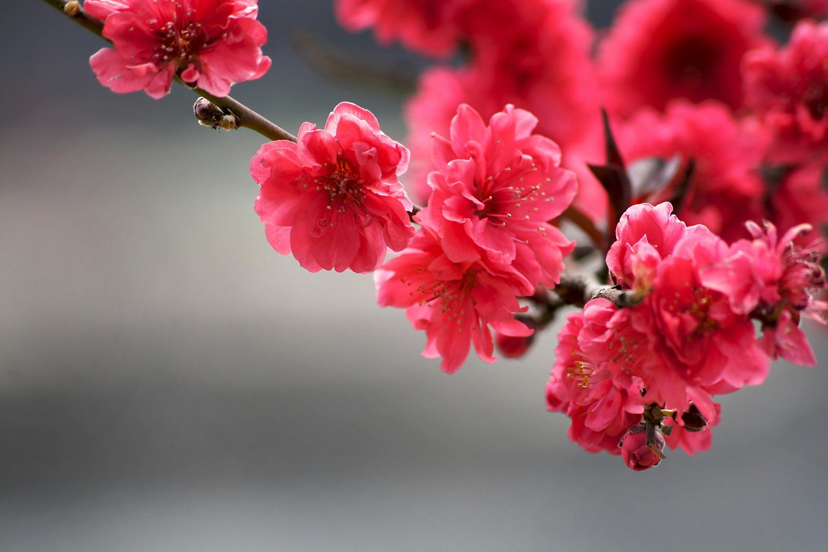 Flowers teach us resilience — blooming with grace even in tough conditions.  Let’s stay hopeful, spread kindness &amp; make the world more beautiful every day.
#MindfulLiving #Inspiration