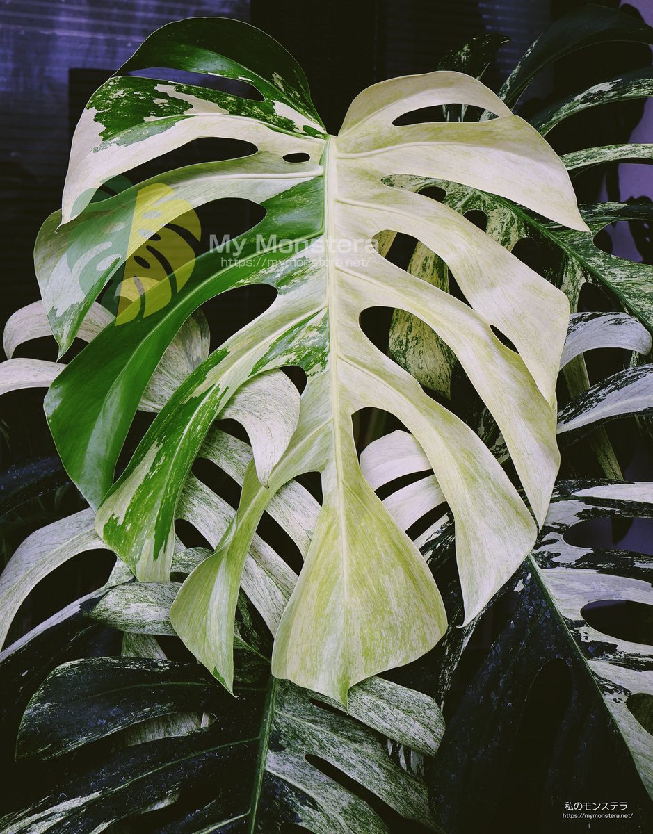 私のモンステラ (@mymonstera) / X