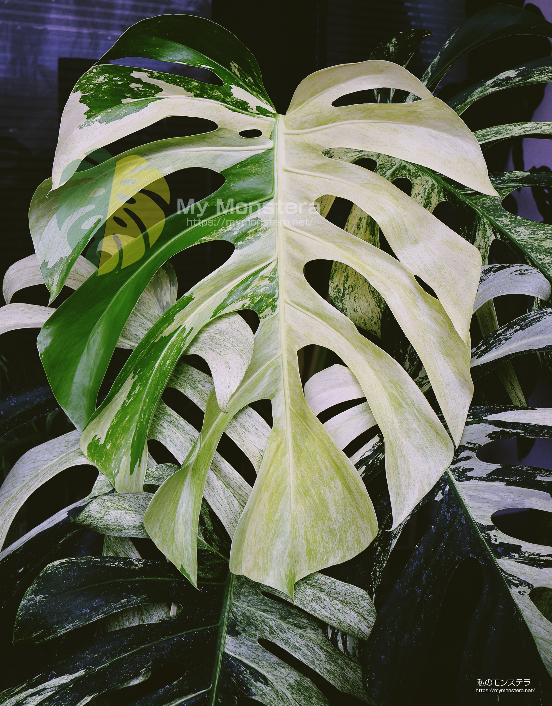 私のモンステラ (@mymonstera) / X