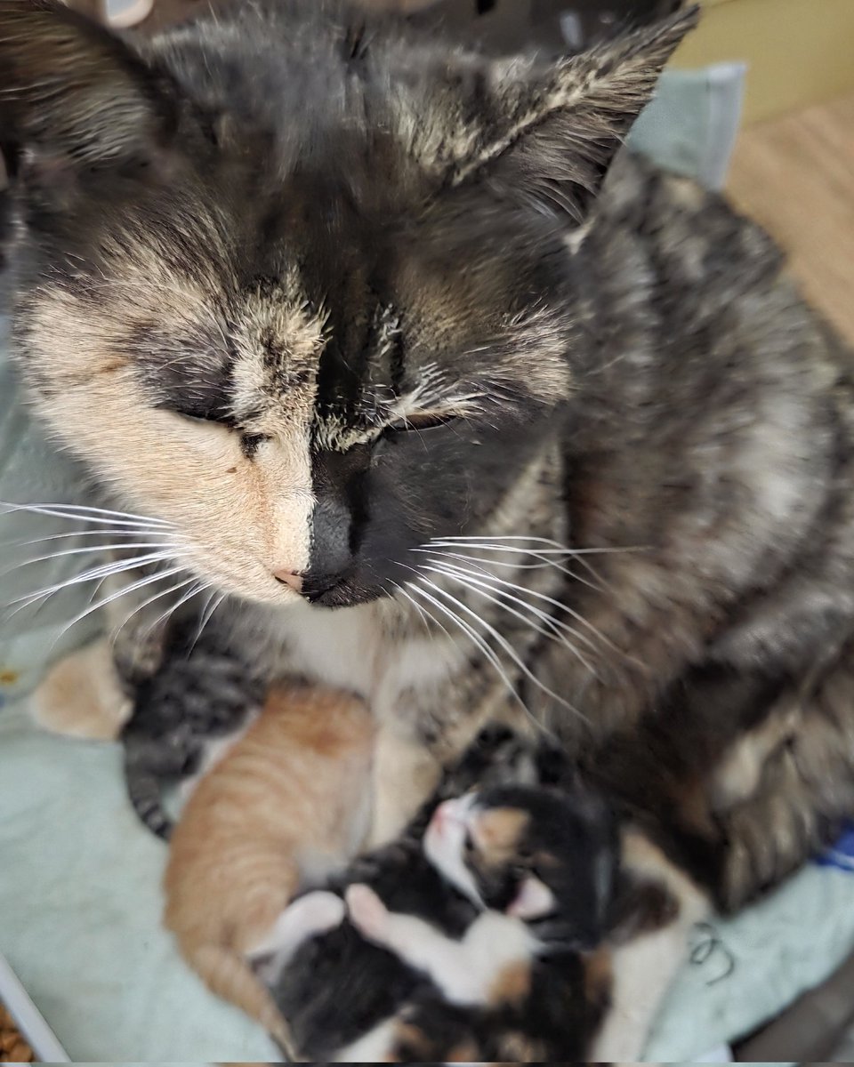 #사지말고_입양하세요
#고양이입양
#예지네_평생가족찾아요

예지와 아가들의 평생 가족을 찾고 있습니다!
모두 애교만점에 저마다의 매력이 가득가득하답니다!🥰

아래로 문의 주시면 빠르게 답변 드리겠습니다! ❣️
📎open.kakao.com/o/s6T0u2xh