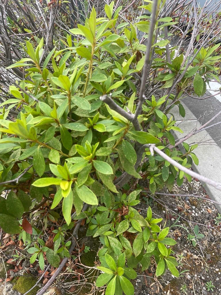 おはようございます！今日は #蚊の日 🦟
水やりしなきゃ…と思いつつ蚊の恐怖で躊躇💦
暑すぎて水やりも追いつかず、腕は蚊に刺されてパンパン… メンテックの花壇も枯れ気味です🌙✨
#企業公式相互フォロー 
#金沢市