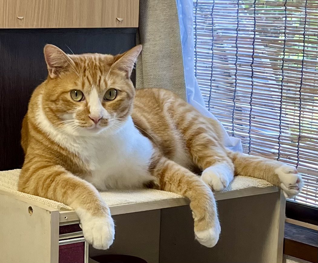 星祈念 (@hoshiinonen_sub) on Twitter photo 