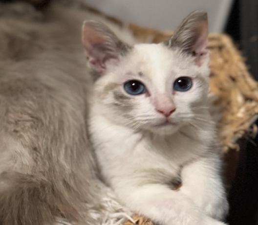 Christina • Manx
Location: Richmond, TX

More info ➜ littlepawsplace.com/redirect/chris…
Adopt from anywhere 🐾

#AdoptDontShop #PetRescue #LittlePawsPlace