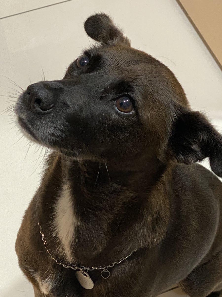 <순이를 소개합니다!!!>
🐶성별&amp;나이: 여아 믹스견(중성화 완료) &amp; 3세(22년 7월 생 추정) 
🐶키트검사: 심장사상충 음성. 파보, 홍역 항체 있음(9월쯤 종합백신 접종 필요)
🐶몸무게:  11kg
🐶특징: 짙은 갈색. 애교가 많고 사람 옆에 붙어있는 걸 좋아해요. 호기심이 많습니다.