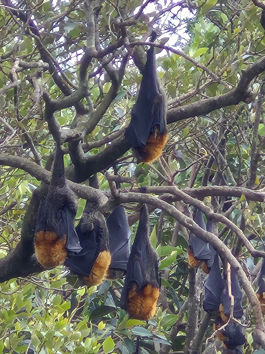 Hughesers's tweet image. Flying Foxes having a nap.
#bat #flyingfox #photography #ThePho