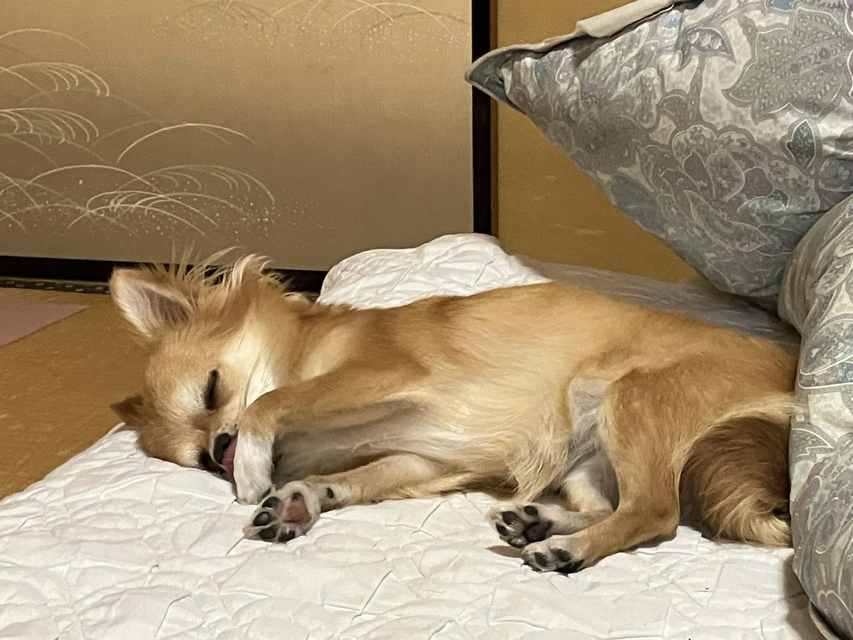 昨日は雷に怯えいつもの内弁慶ぶりがどっかにいってしまってました
そんな姿もかわいい😍