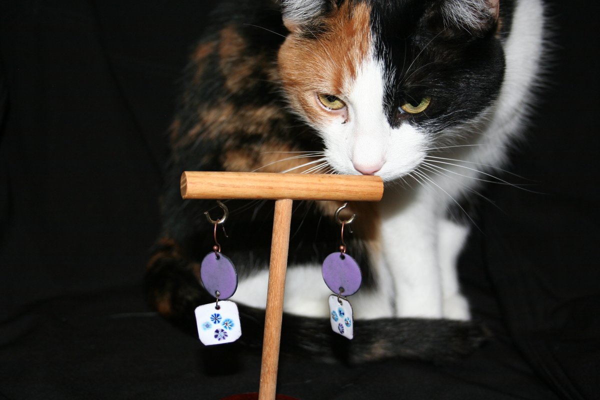 3KittiesAndMe's tweet photo. gizmo is helping me take pictures for the store.  #cats #catshelping https://t.co/4vxqWan1f1