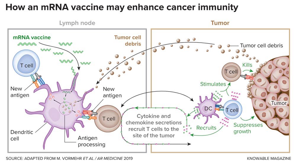 mRNA cancer vaccines teach the immune system to spot cancer. 

The mRNA gives instructions to make tumor proteins, which help train T cells to recognize and attack cancer cells - even ones the body normally overlooks.