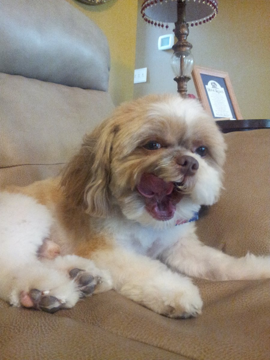 bigdaddytowers's tweet photo. Heartbroken to report that we had to say goodbye to our beloved Baxter He loved ear scratches, improvised walks, exactly one toy,the food my Dad was eating, the top of the couch and the garage door rumble of a returning person He was a very good boy and we will miss him terribly https://t.co/VKkIYEickr