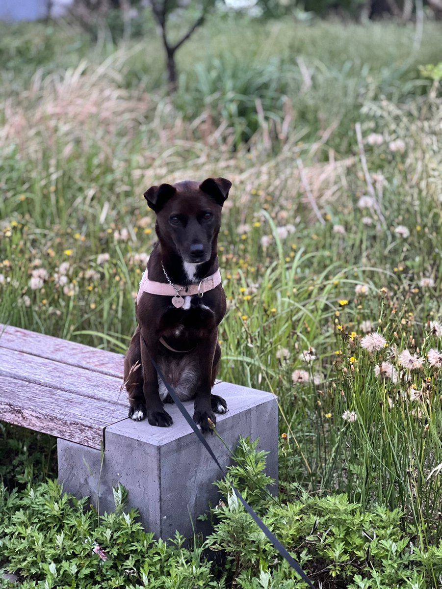 🐕순이는 이런 가족을 찾고 있어요. 🐕
😍사랑을 듬~뿍 줄 수 있는 가족!
🐕산책을 1시간 이상 해 줄 수 있는 가족!
🏫초반 교육에 시간과 마음을 써 줄 수 있는 가족! 
🏡무엇보다 순이를 끝까지 책임져 줄 평생 가족!!

순이와 운명을 느끼신다면 주저 말고 연락주세요!!!