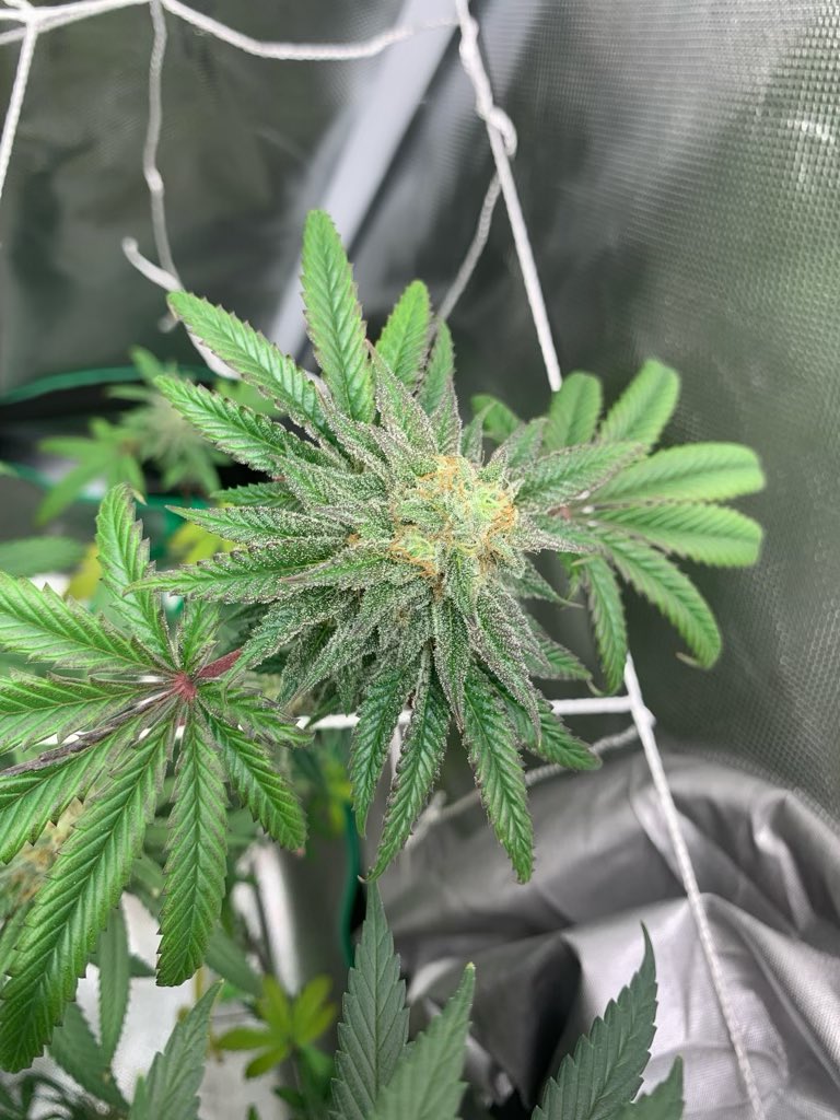 First season grower hit me up on here for some tips and homie knocked it out. Single dad takin care of his mom did this in his free time. He don’t post his own stuff so ima do it. Don’t overthink it &amp; your first pull can be amazing. Stellar job bro. Say hi to mom’s fa me. 🔥🔥👊