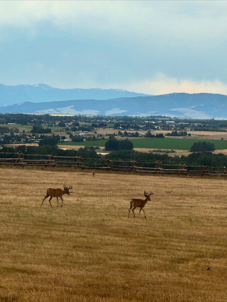 Two evening whitetail bucks in the backyard