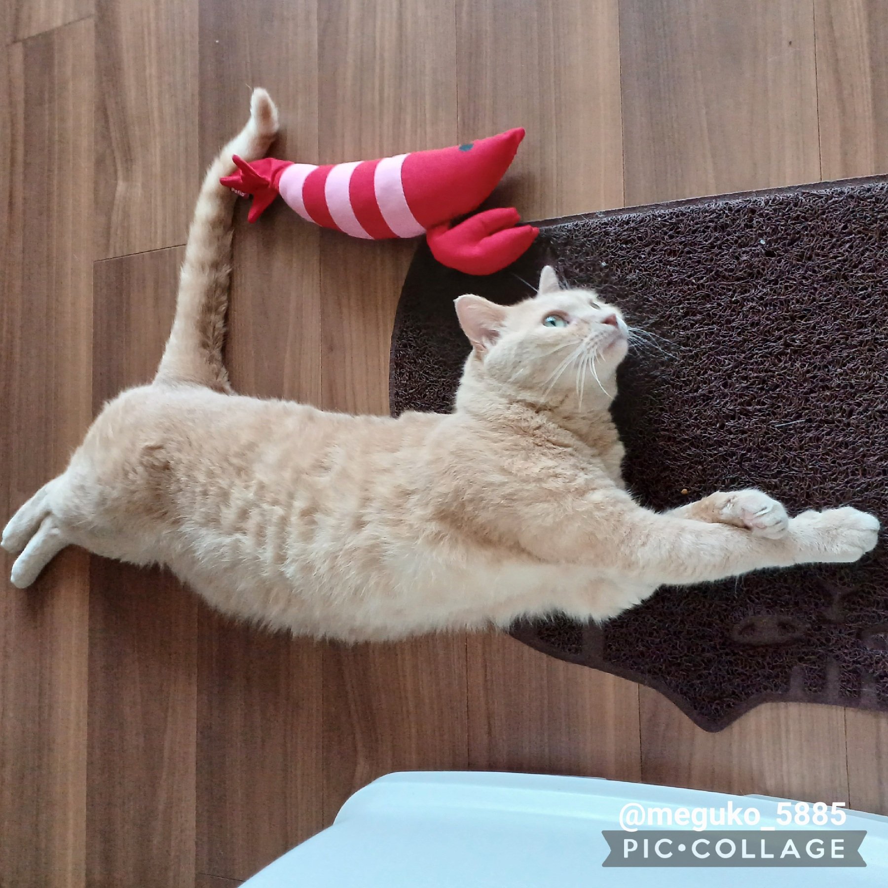 かばちゃんページ　くいしんぼうゴリラ　ピッピとチッチ　こぶたぬきつねこ Hand play song 
