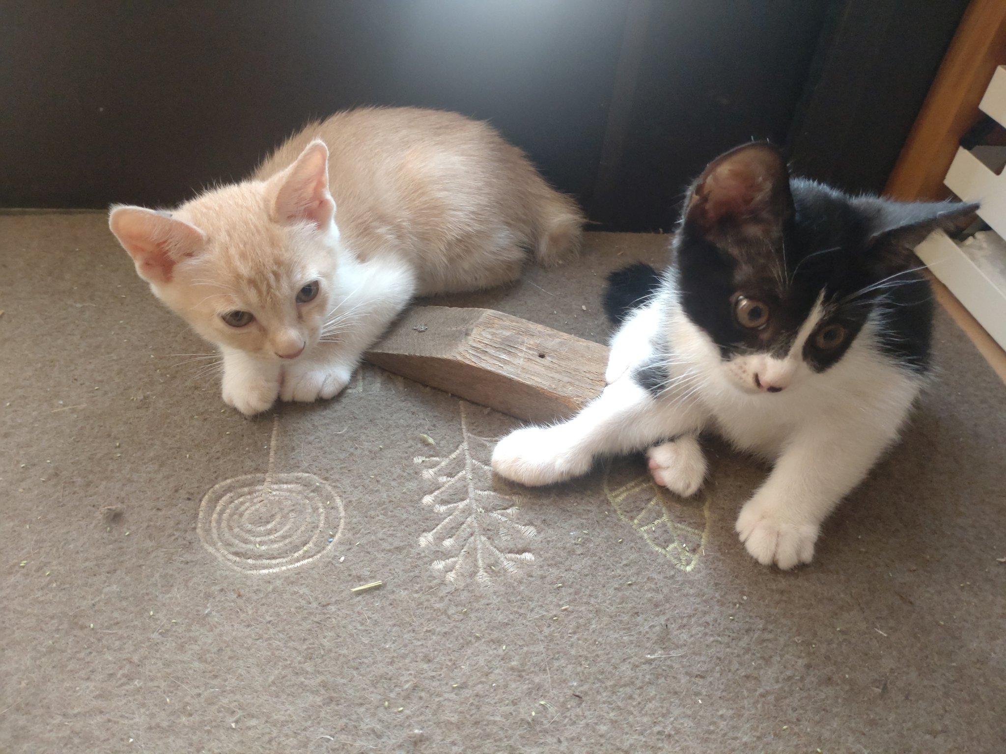 こねこね様！　専用ページ こねこ 8/30a! on X: 