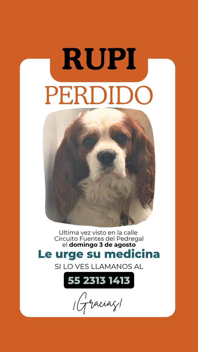 MascotaCoyoacan's tweet photo. #SeBusca Rupi, perro macho spaniel, extraviado el 3 de agosto en col. Fuentes del Pedregal, alcaldía Tlalpan, CDMX. Lleva collar café. 

Contacto 55 2313 1413.

Por favor, compartan para que regrese a casa! https://t.co/IXgrGI0zpf