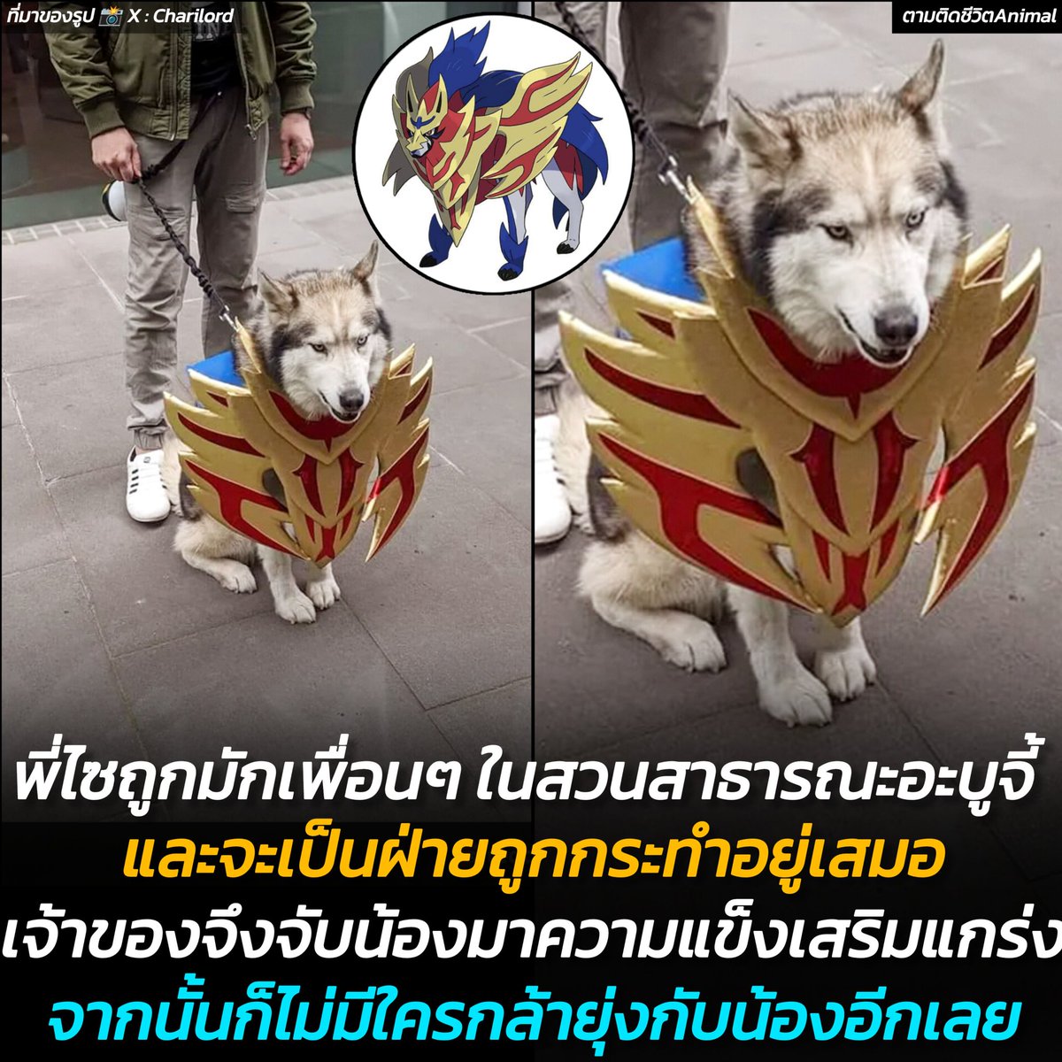 น้องหมาตัวอื่นกลัว ❎
น้องหมาตัวอื่นรังเกียจ ✅
อาณาจักรสัตว์โลก มีม&amp;สาระ By ตามติดชีวิตAnimal 
น้องไซบีเรียนตัวนี้เคยเป็นในสวนสาธารณะอยู่เสมอ ไม่ว่าเจ้าของจะพาไปเดินเล่นกี่ครั้ง ก็มักจะกลายเป็นจุดรวมหมาให้เพื่อนๆ มารุมเล่นแบบไม่ไว้หน้า จนน้องเริ่มหมดความมั่นใจในตัวเอง 🥹