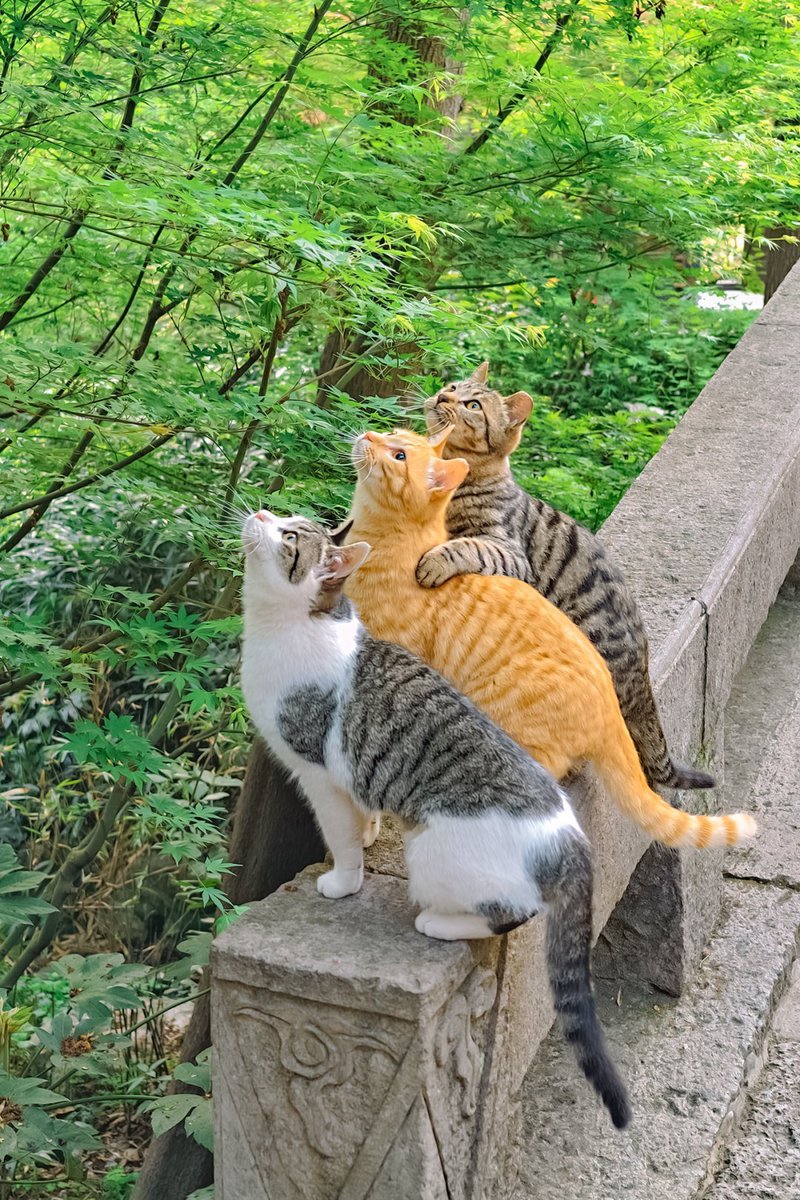 blevins_mod's tweet image. 見上げる先に、きっと素晴らしいものがあるんだ