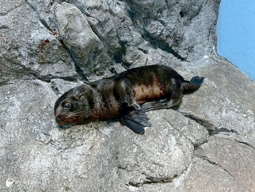 📣赤ちゃん展示のおしらせです！

本日、ミナミアメリカオットセイの赤ちゃんを、アザラシプールの一角でご覧いただけます✨

母の「ライラ」と一緒に、14:00ごろまで展示予定！

姿が見当たらなかったら…岩の上をチェックしてみてくださいね👀