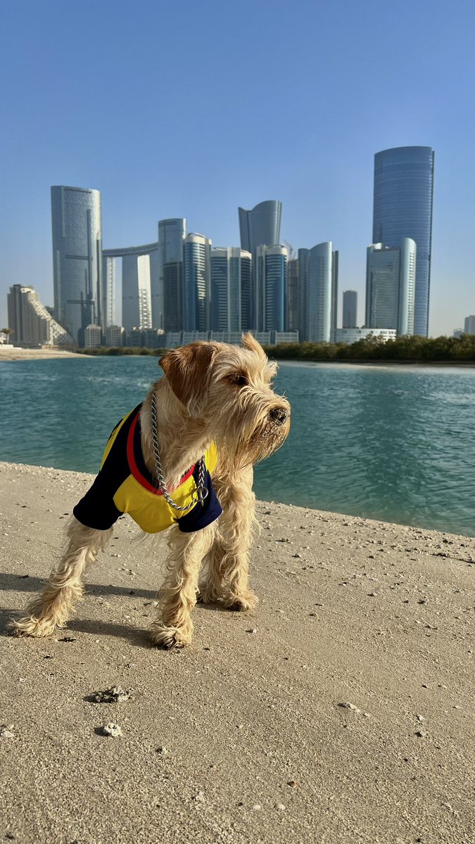 reniv25's tweet photo. -Ves una historia en ig de una chica que encontró un perrito atropellado en la playa 
-le escribes
-te pregunta si quieres el perro
-dices que sí
-tienes perro nuevo https://t.co/zDFtIiJzax
