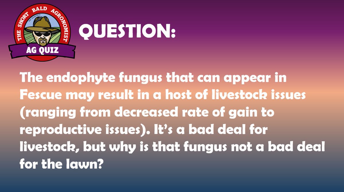 Matt Montgomery (@matt_montgo) on Twitter photo THE SHORT BALD AGRONOMIST AG QUIZ FOR 8/6/25 (ANSWERS W/IN  24-48 HOURS): Fescue endophyte is a bad deal for livestock, why is it a good deal for lawns? THE SHORT BALD AGRONOMIST AG QUIZ FOR 8/6/25 (ANSWERS W/IN  24-48 HOURS): Fescue endophyte is a bad deal for livestock, why is it a good deal for lawns?