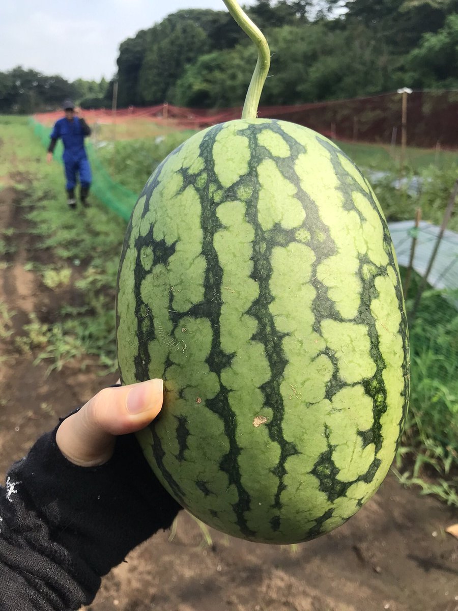 森口 ちゅんこ tweet media