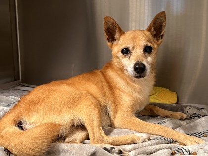 Chuck • Chihuahua
Location: Atlanta, GA

More info ➜ littlepawsplace.com/redirect/chuck…
Adopt from anywhere 🐾

#AdoptDontShop #PetRescue #LittlePawsPlace