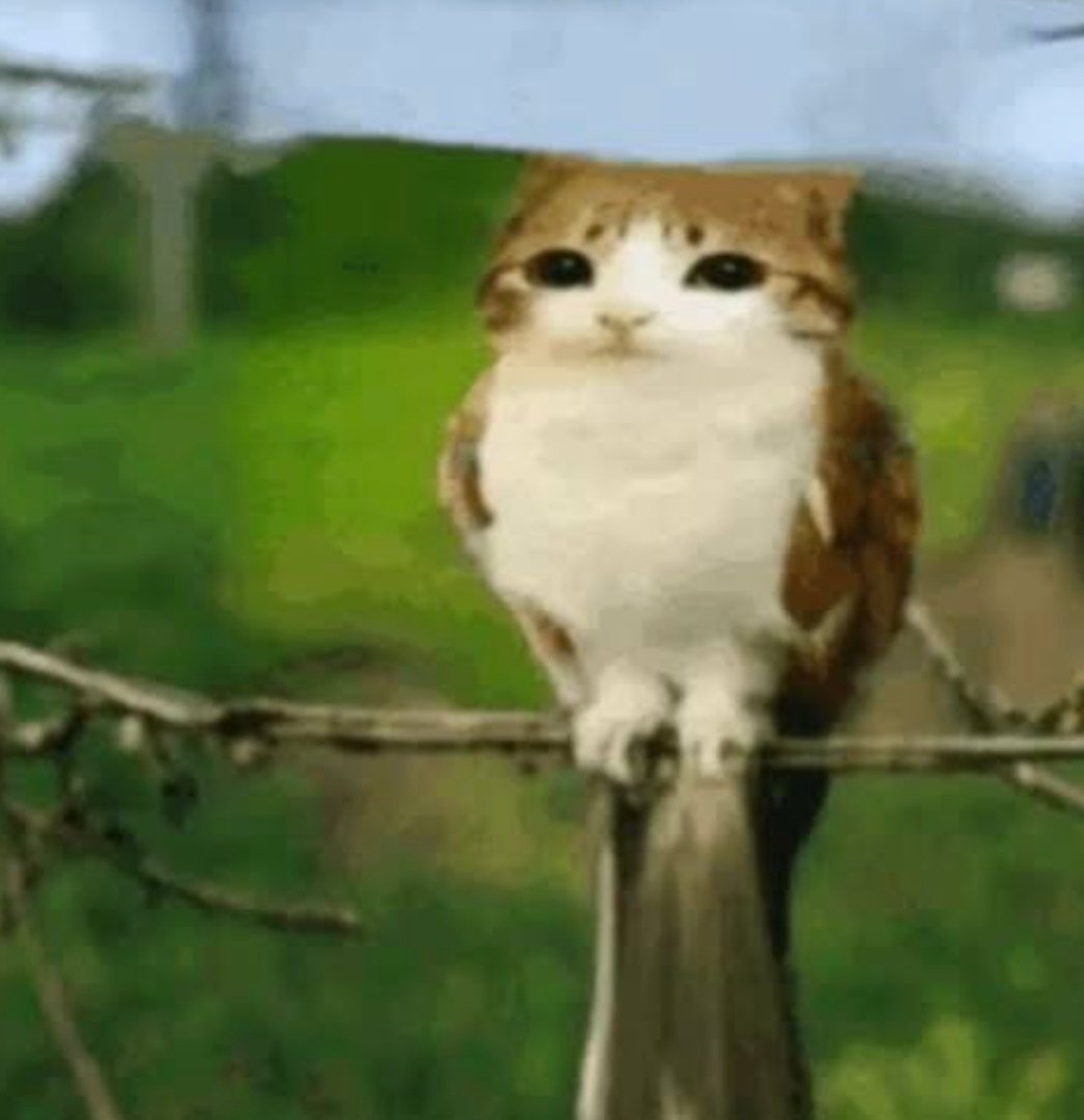 Idc if you dont like him its not my problem each with their own opinion, but if you think hes overrated its because I actually put effort into him over a year ago to make him be something