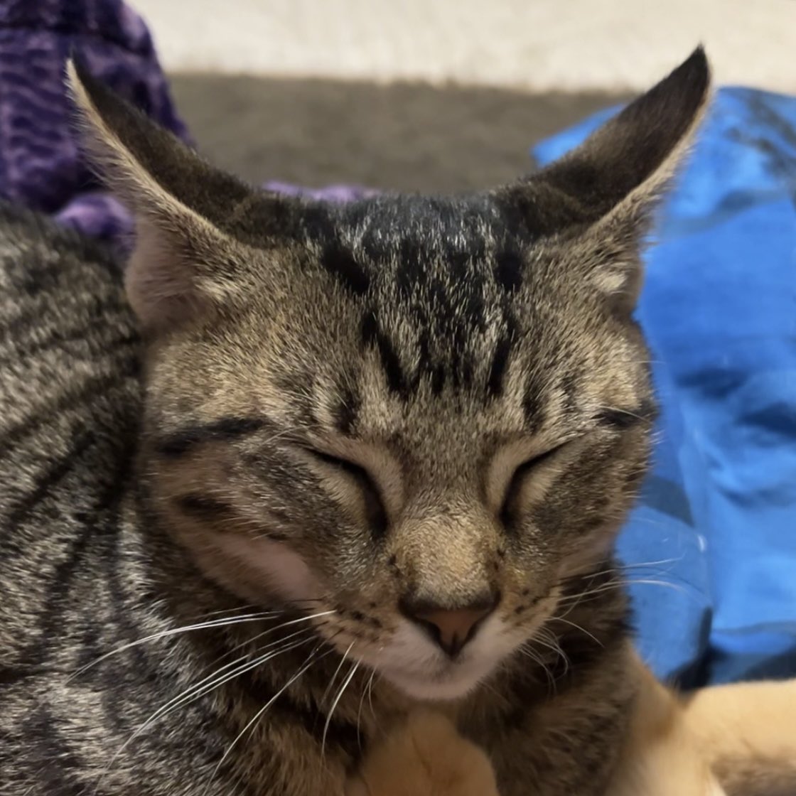 question for kitty experts: is this the face of a happy kitty? he closes his eyes and puts his ears back (to the side kinda?) and purrs when i pet/hold him (he does the face in the picture) and i want to know if that’s him being happy??