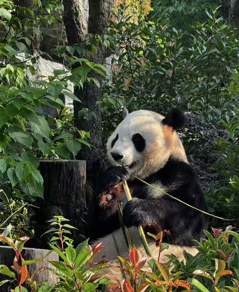 早安安
