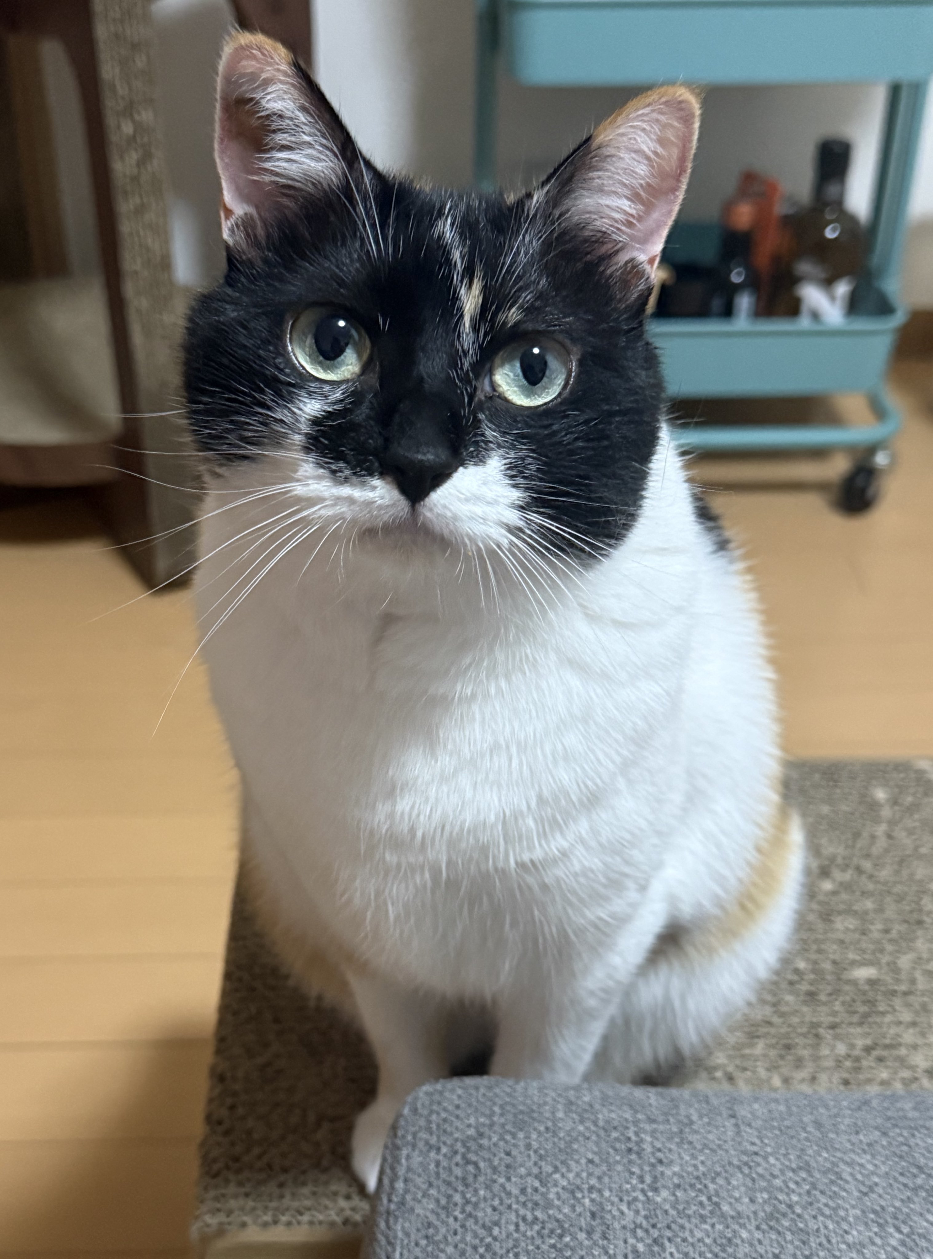 月猫様 夜は猫といっしょCALENDAR 2025 / キュルZ