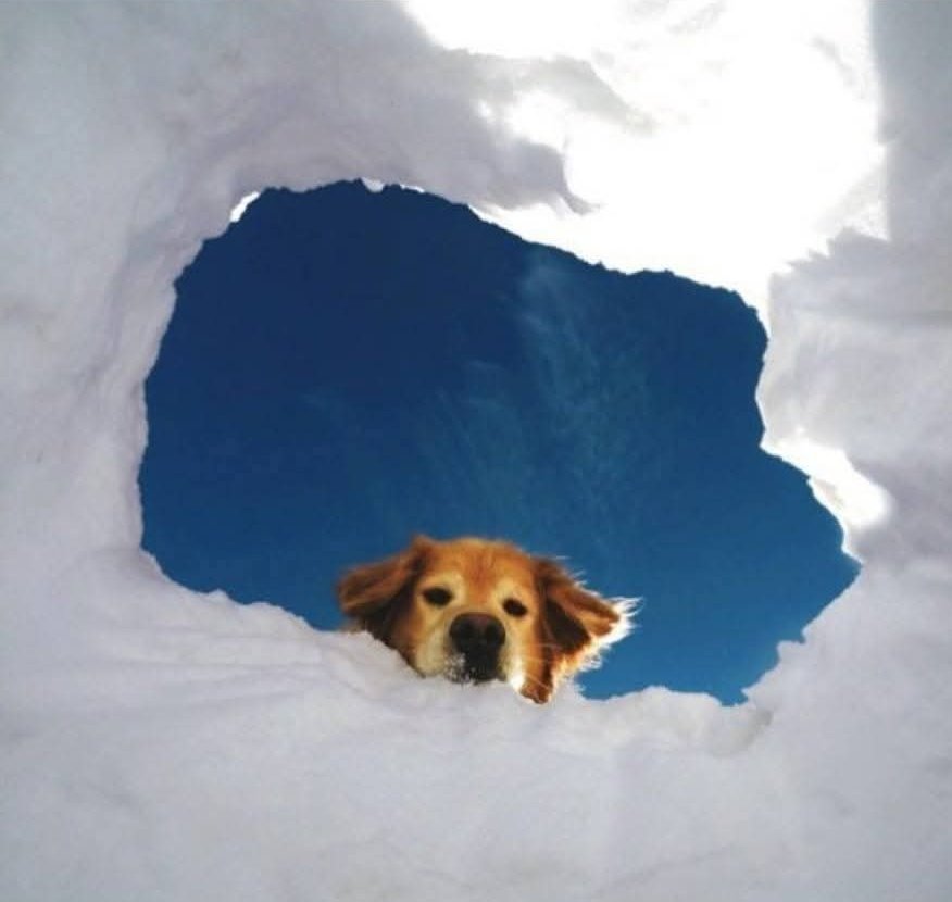 ASÍ SE DEBE VER LA ENTRADA AL CIELO ☁️🐶