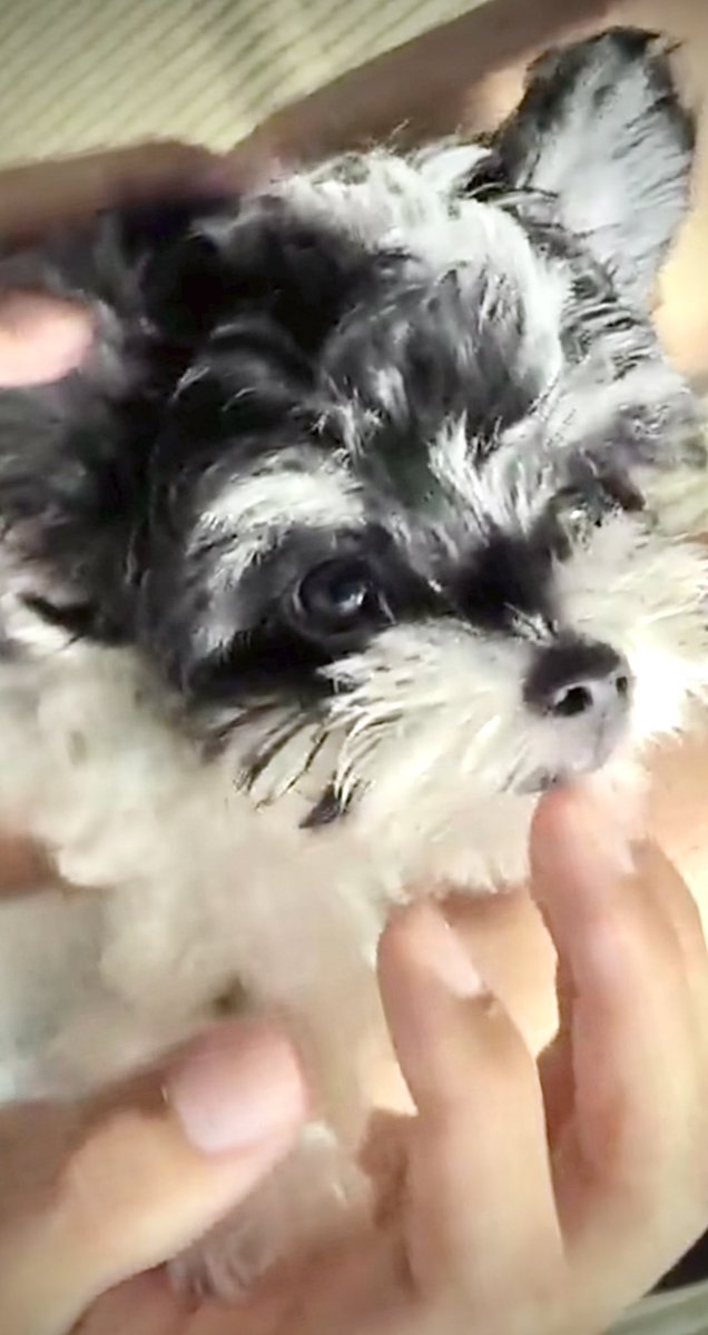 Love4JYJ's tweet photo. みつきくんのまーちゃんと
ジュンちゃんちのわんちゃん
めっちゃ似ててびっくり!!
犬種は分からないけど
まーちゃん大きくなったら
ジュンちゃんちの🐶みたく…
こんな感じになるのかな💭⟡꙳
#おにサブ #おにラブ
#junsu #xiah #ジュンス https://t.co/kLvqHUZPsq